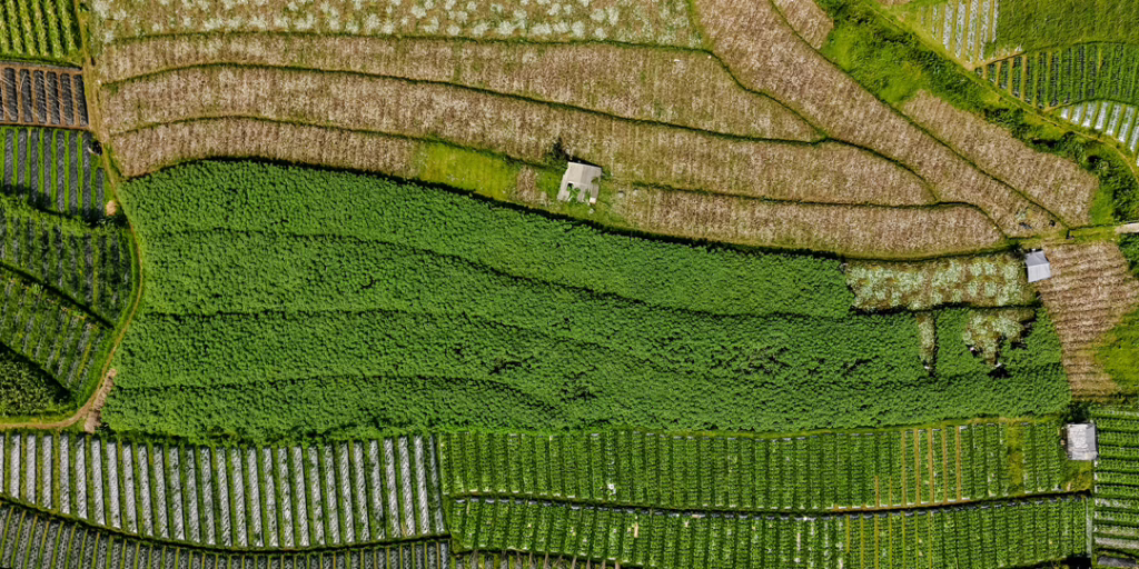 Aerial view of cultivated fields planted with a diversity of crops in ordered sections.