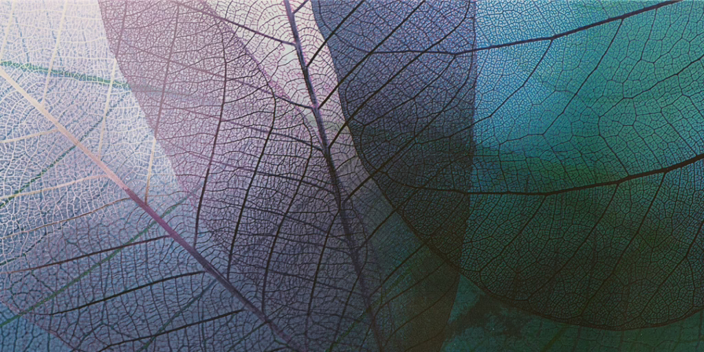 Backlit leaves held up to the light, their vein structure visible through translucent tissue.