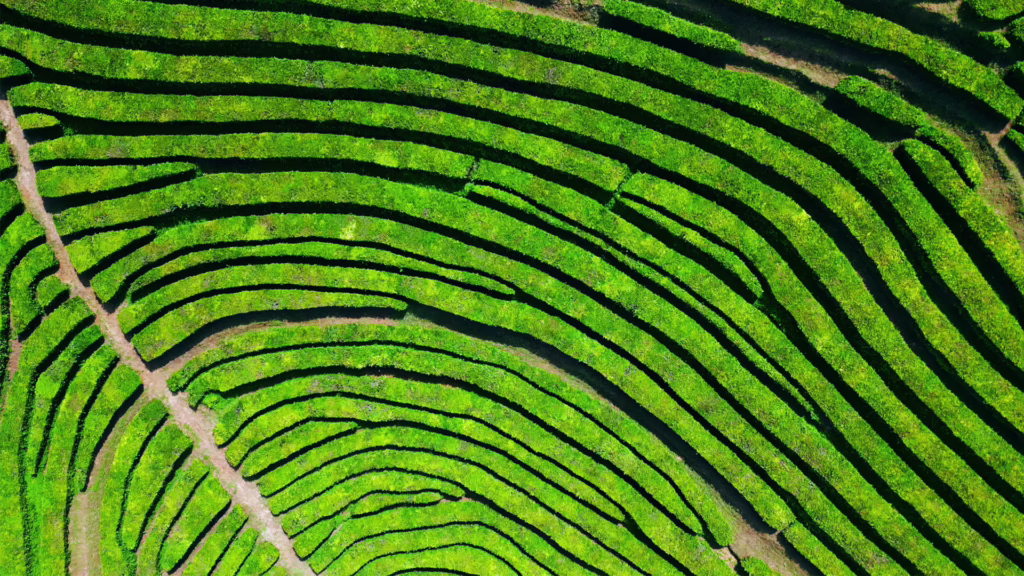 Aerial view of tea plants growing on terraces following the contours of a hillside in even rows.