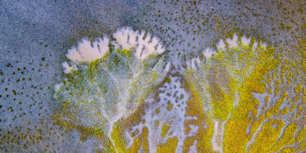 Green tropical leaves