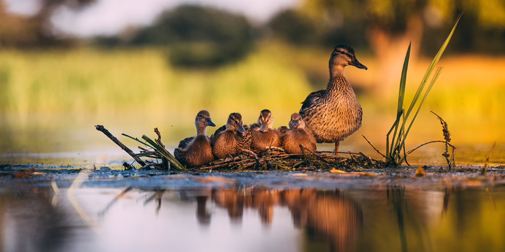 Families & Individuals